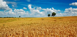 Dealer lease agri