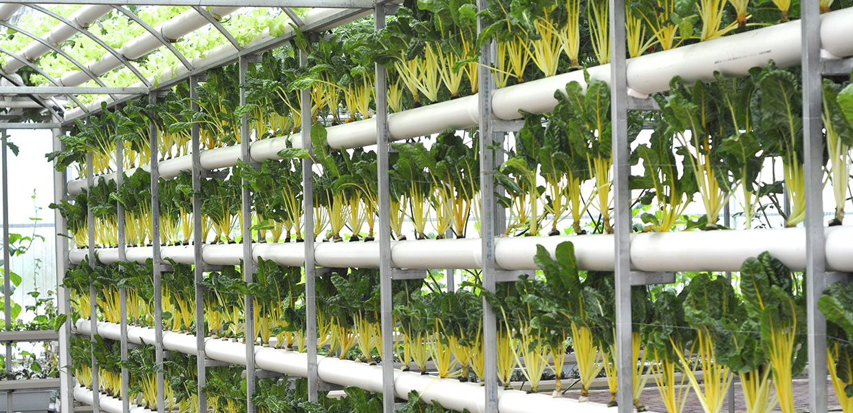 Crops in greenhouse