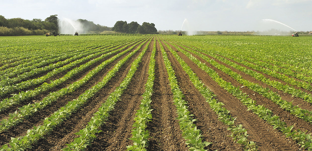 Field of crops