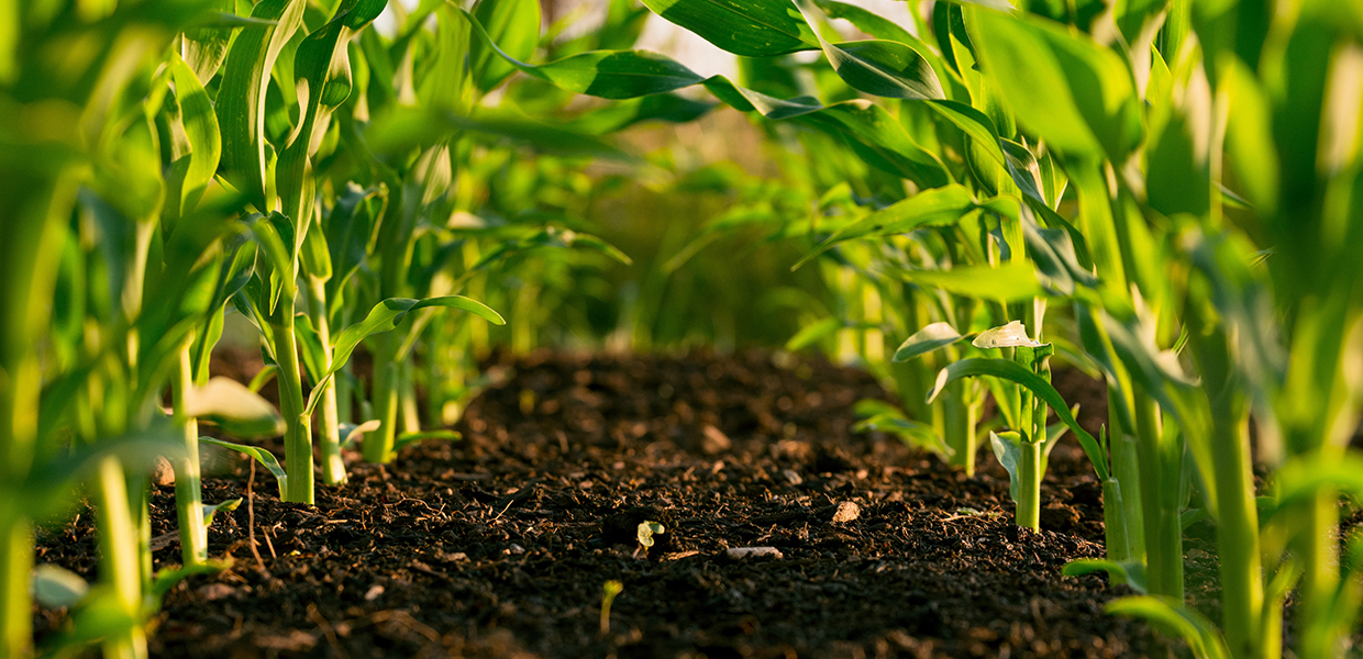 photo of green plants in 2 rows