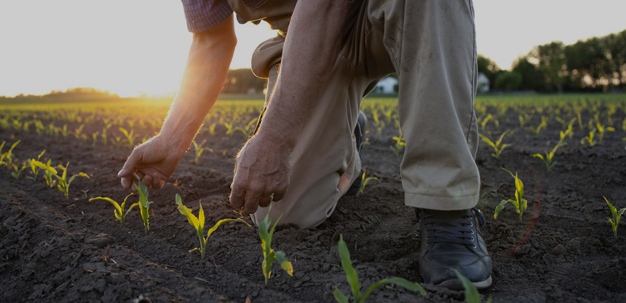 Picture of farmer check crop