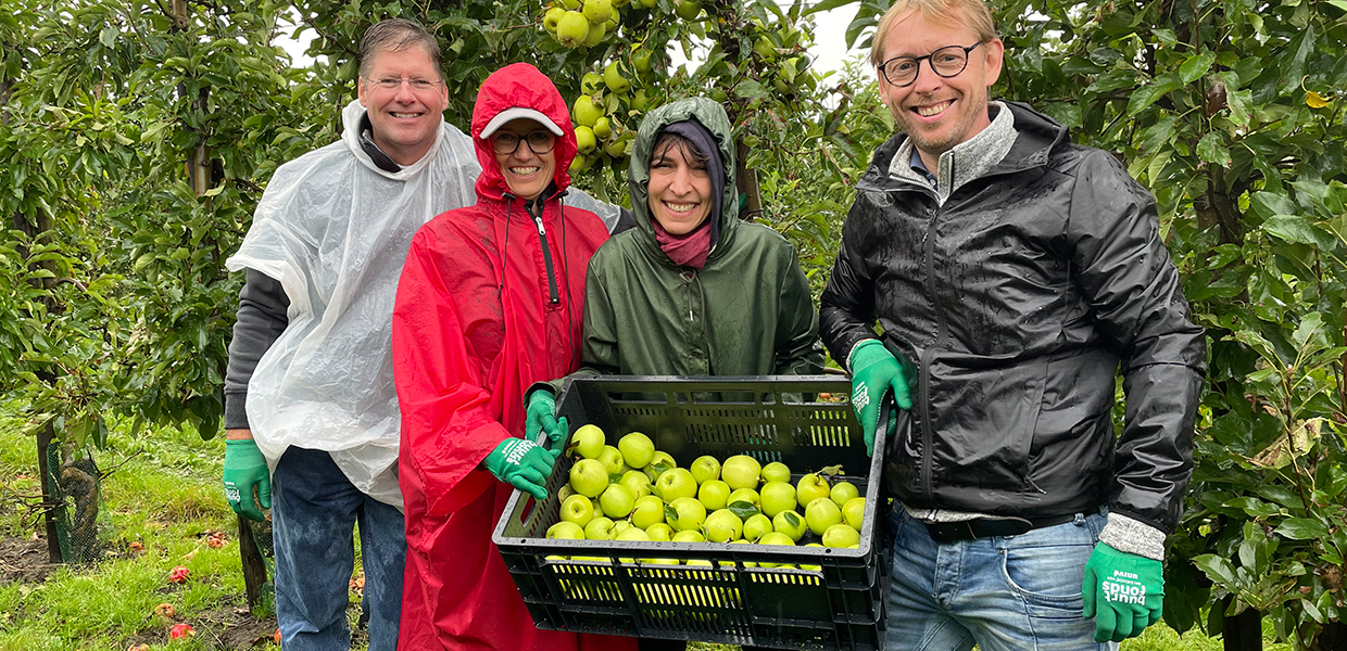 Apple harvest