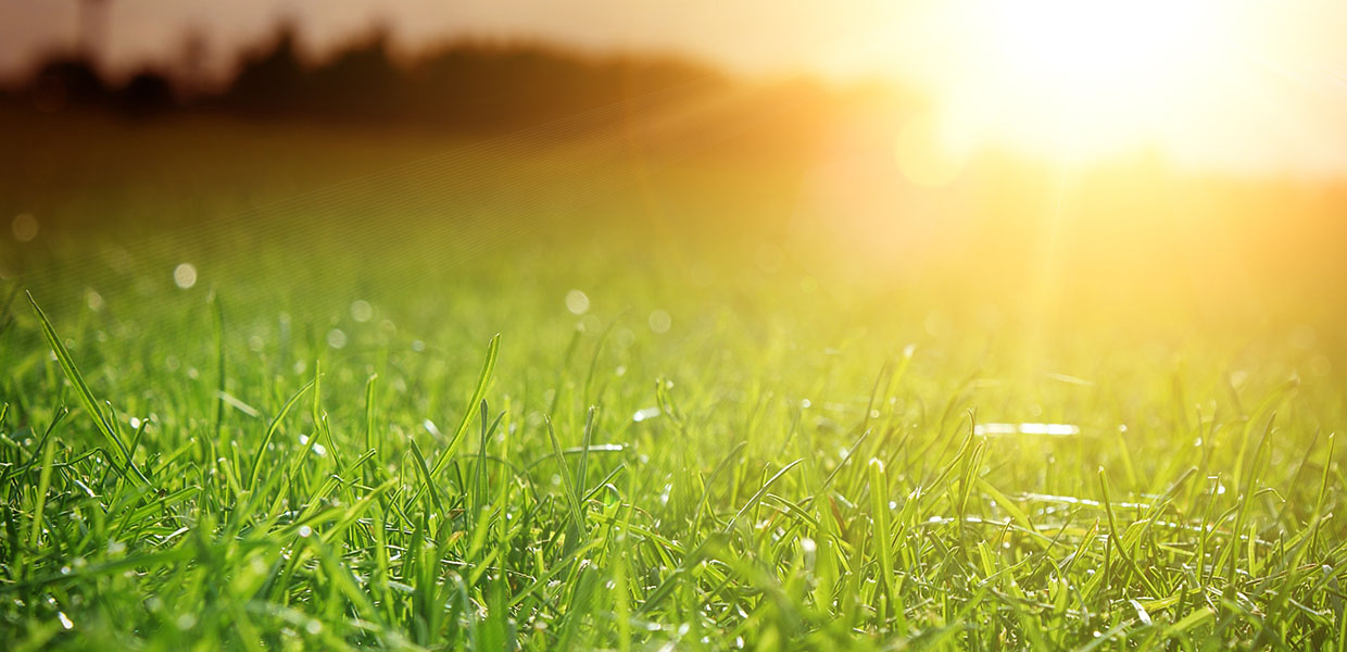 sunset over grass