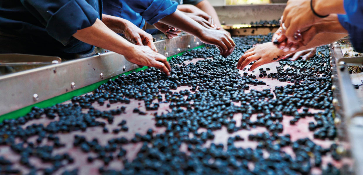 Blueberries being inspected by food workers