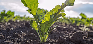 DLL | 2020farminputs2300x145