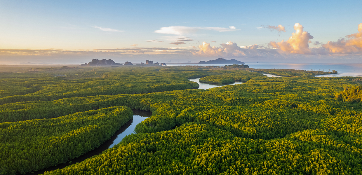 environment forrest look