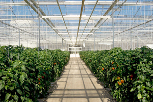 enOverviewGreenhouse300x200