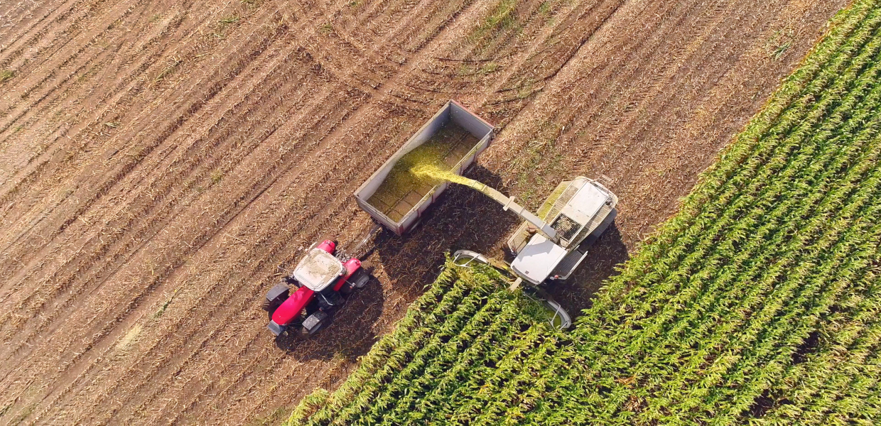 Above view harvest