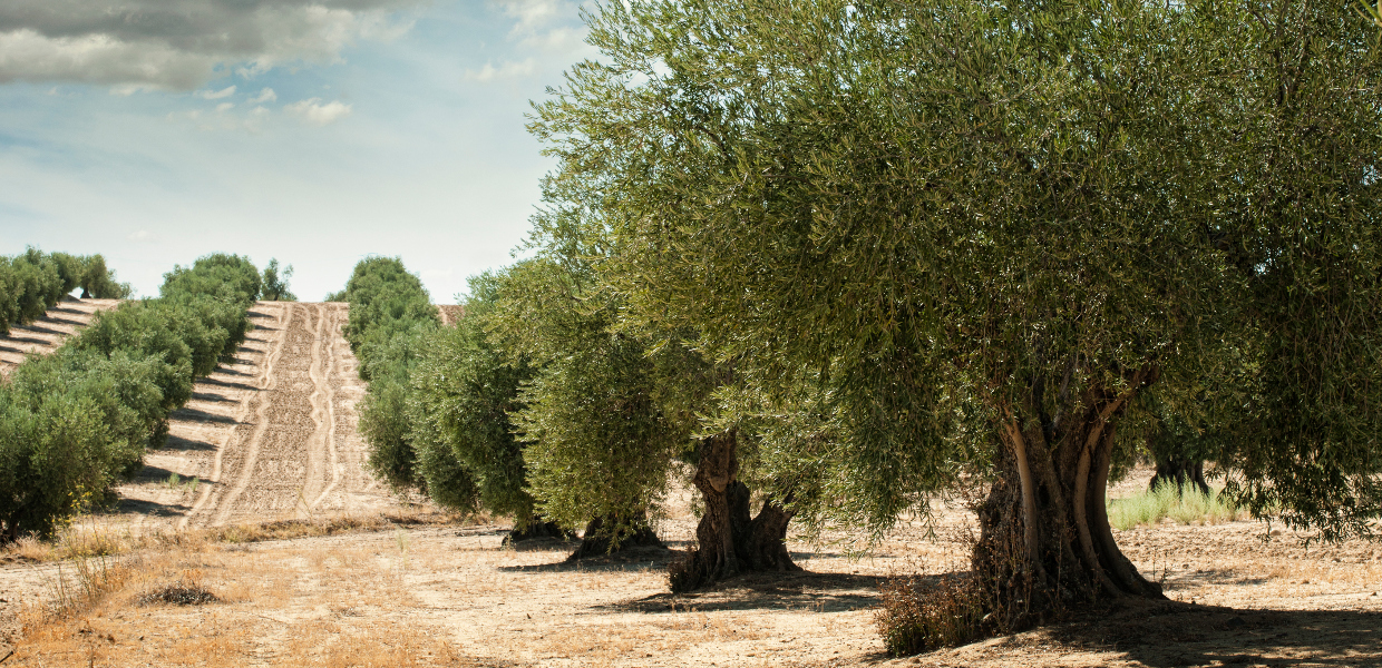 Olive trees